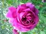Rose de damas